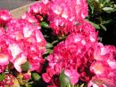 Rhododendron Hybride Fantastica
